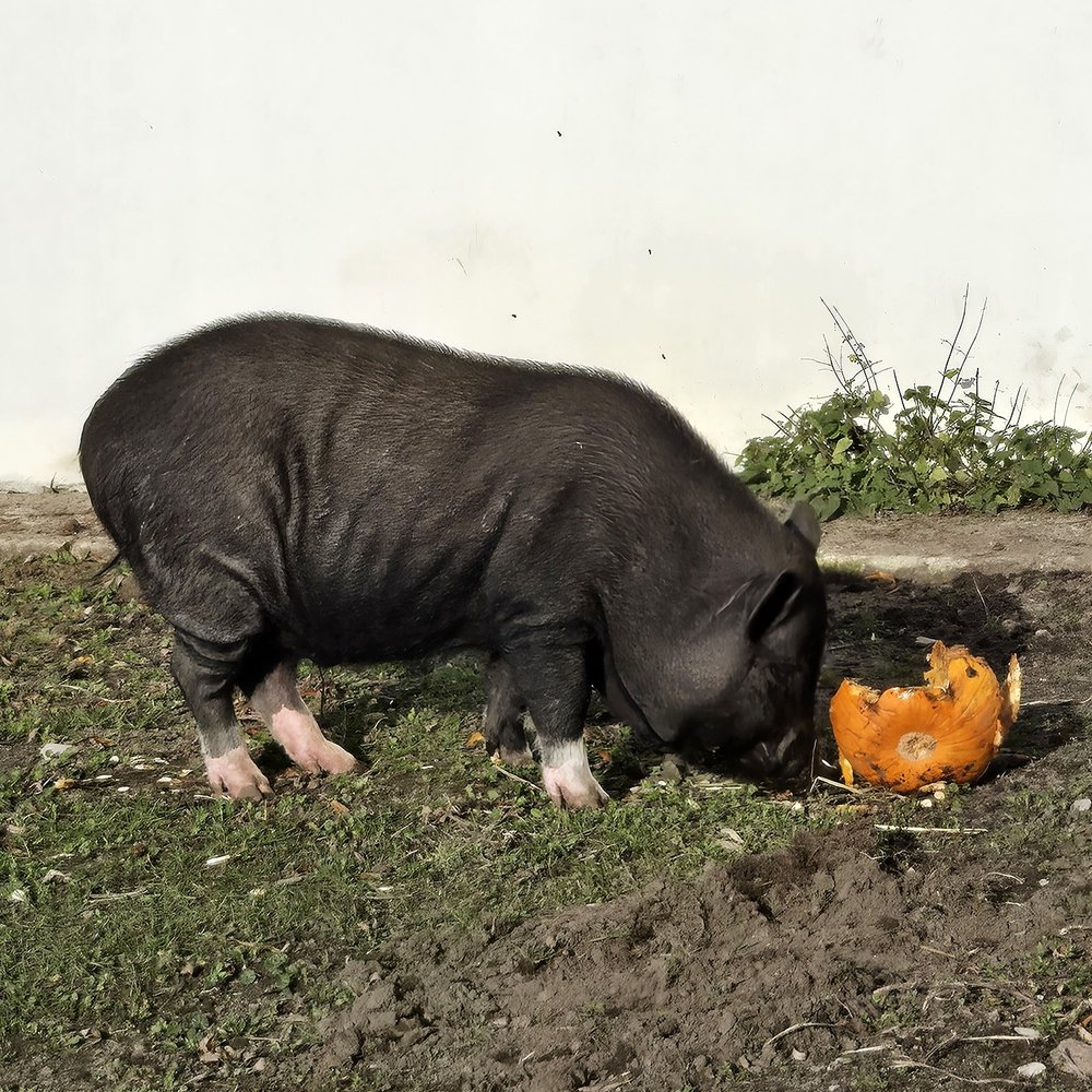 Świnki