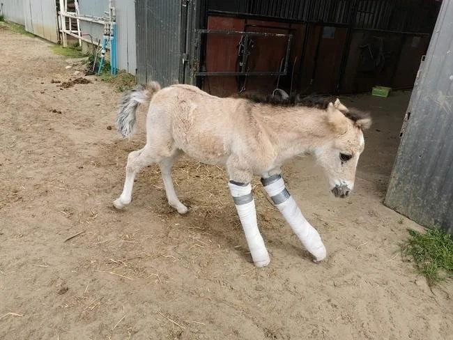 Koń w prostowniku podczas rehabilitacji