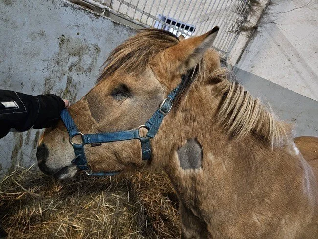 Interwencja — koń Pirat
