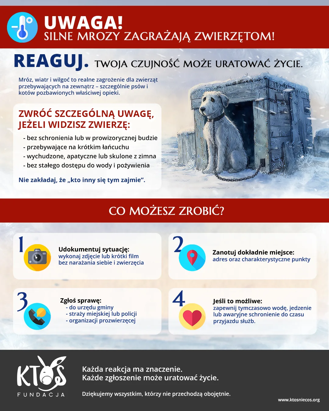 Mrozy zagrażają życiu zwierząt!, zdjęcie 2