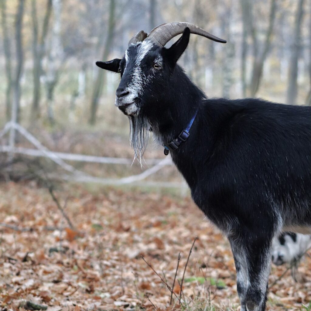 Baltazar
