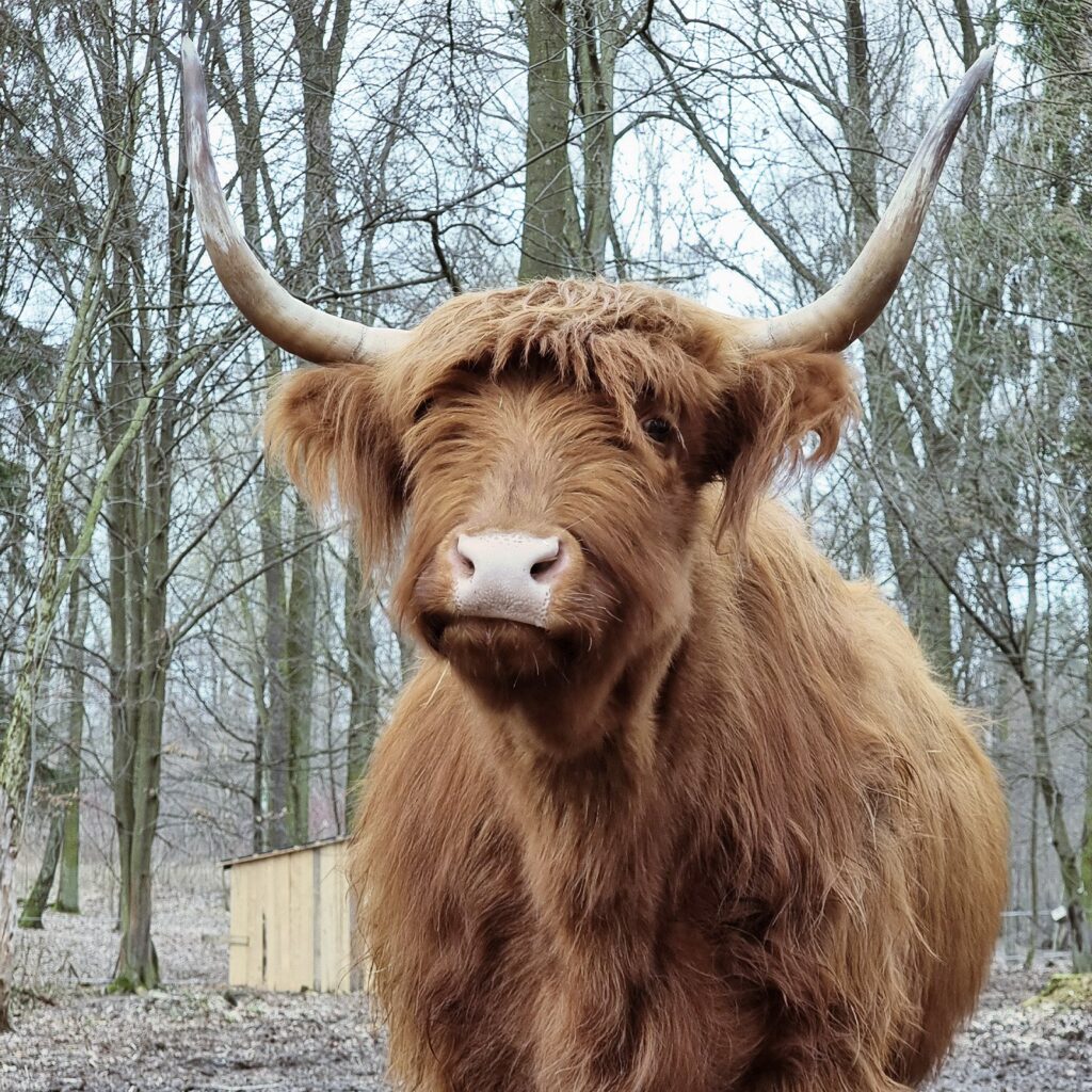 Brunhilda