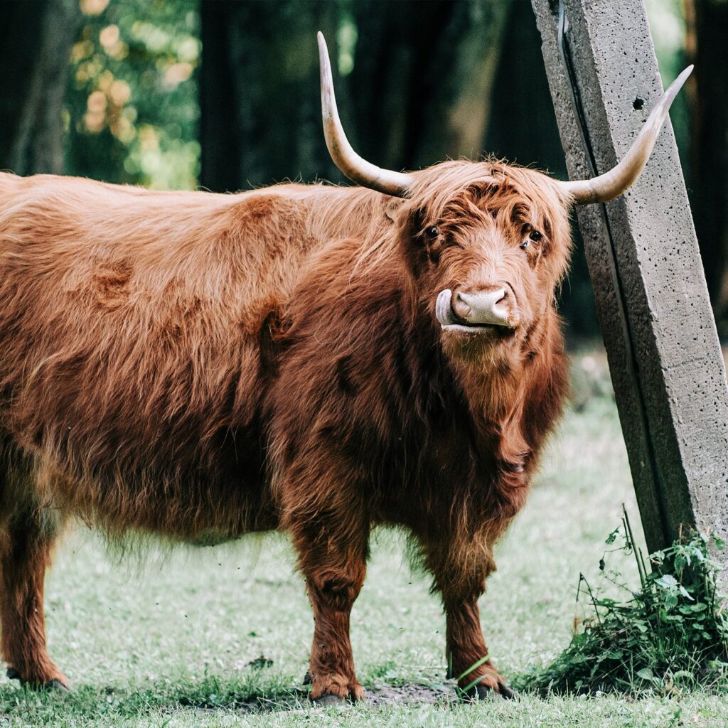Brunhilda