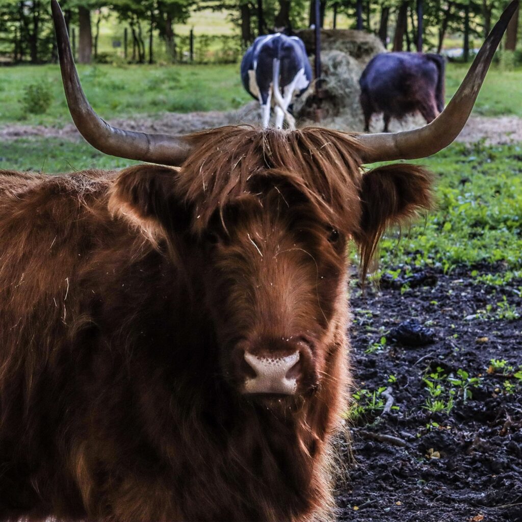 Brunhilda