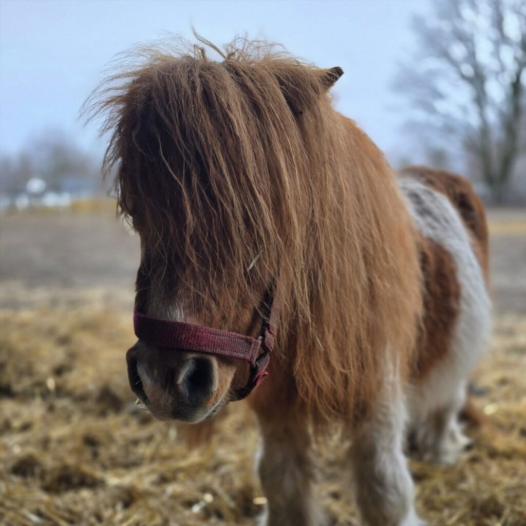 Filuś