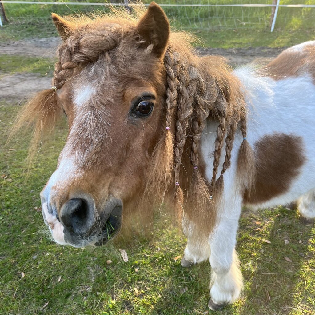Filuś