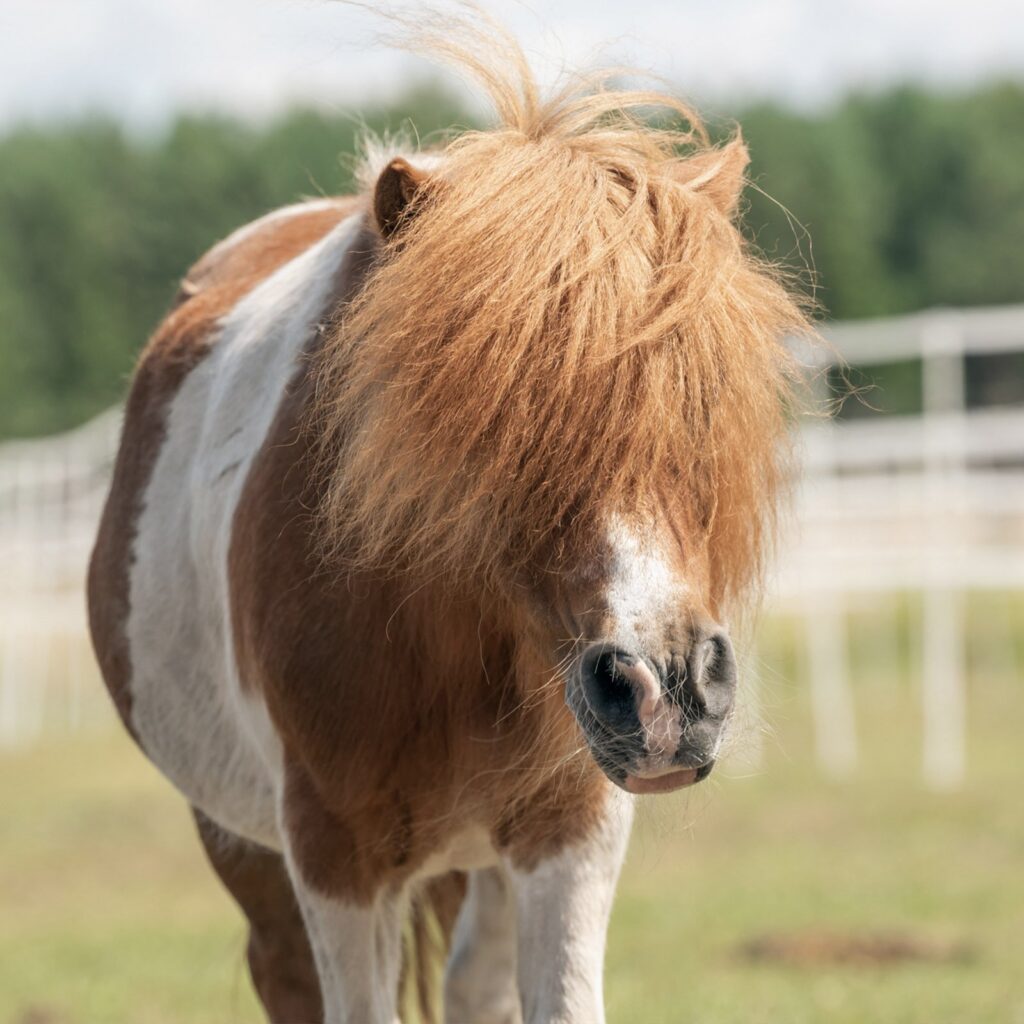 Filuś