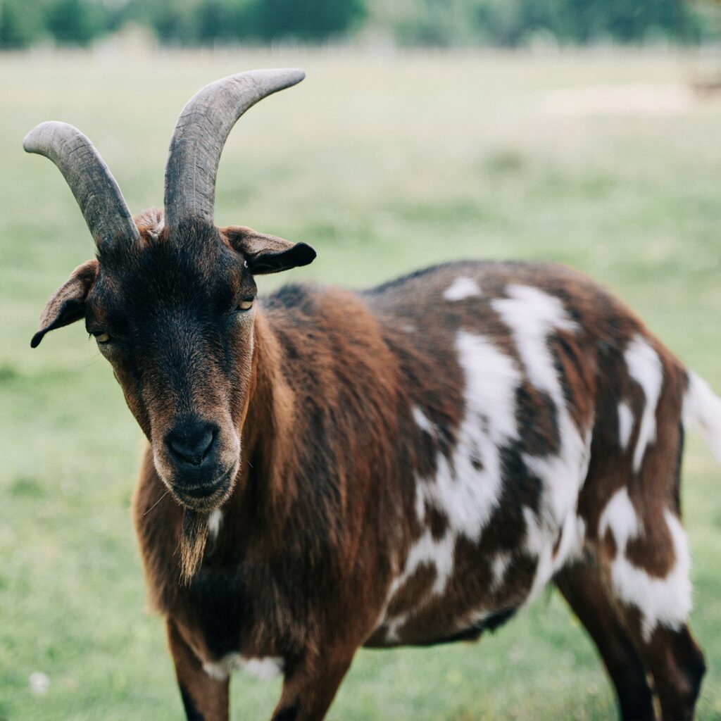 Gucio