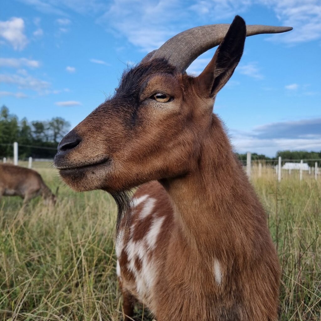 Gucio