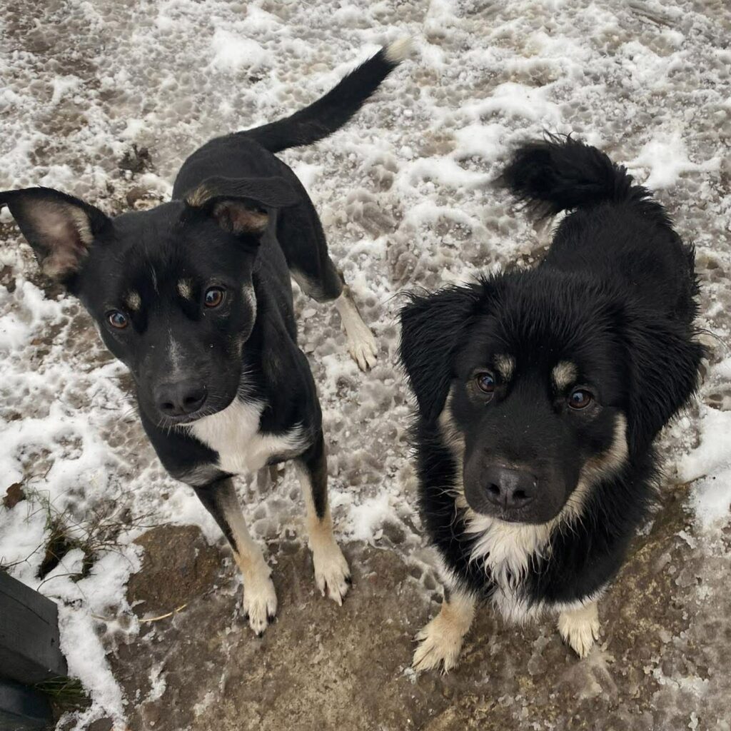 Hades (po lewej) i jego brat Miś (po prawej)