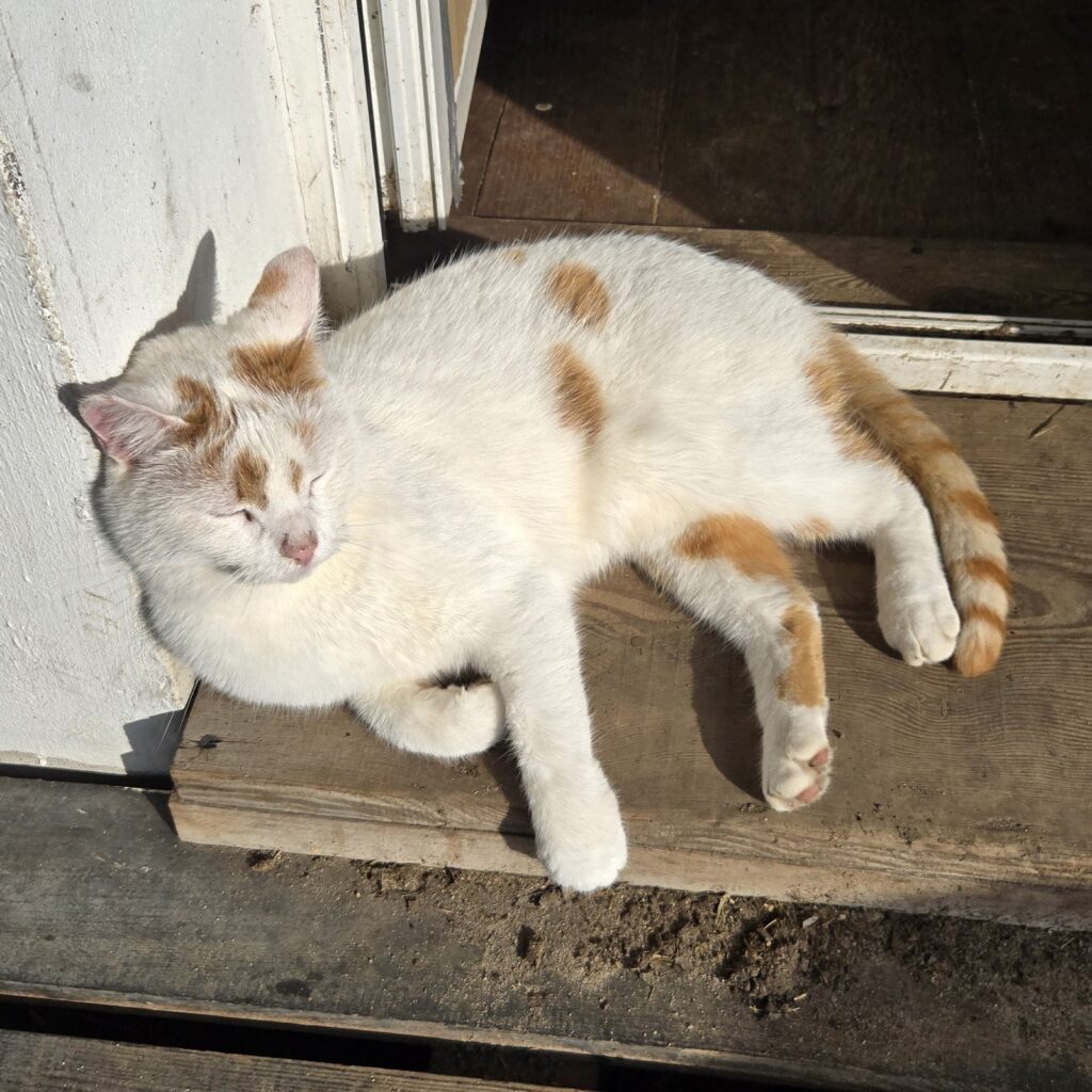 Ivan