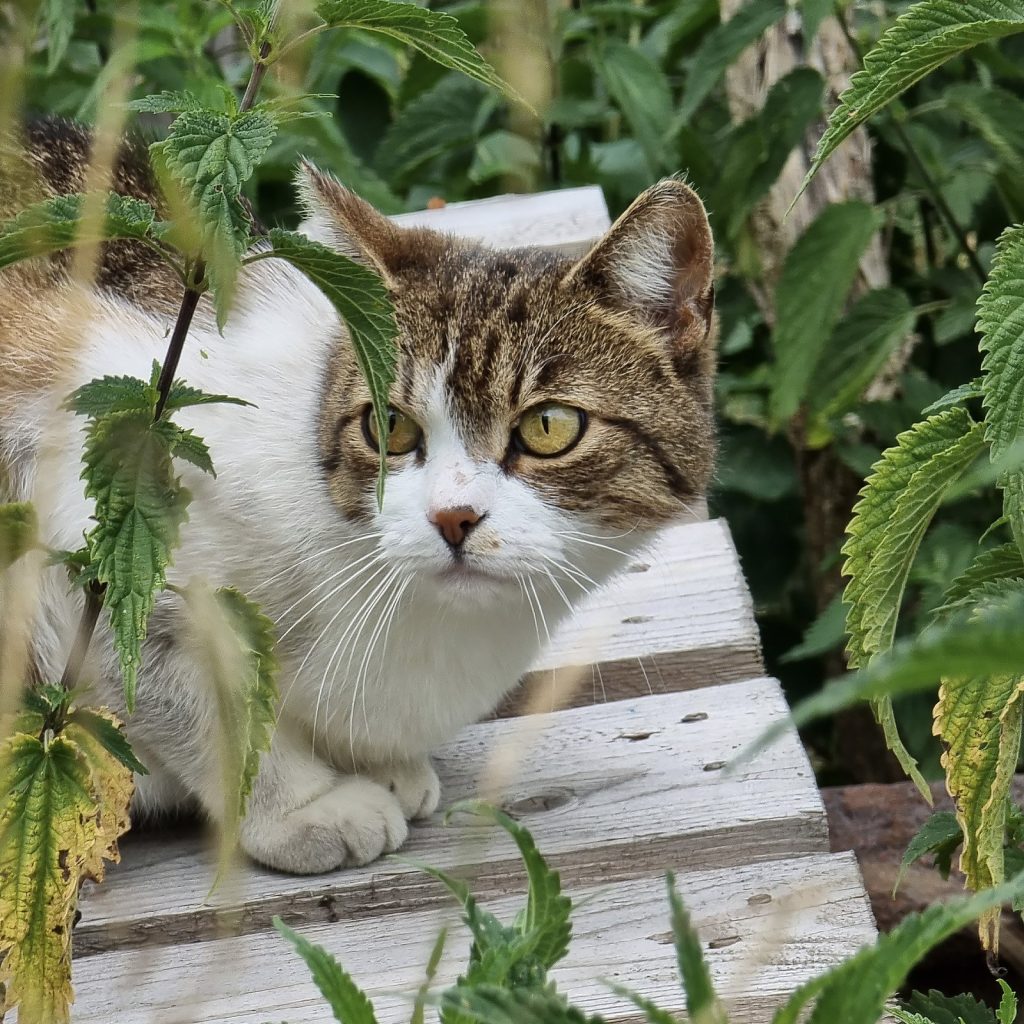 Maja