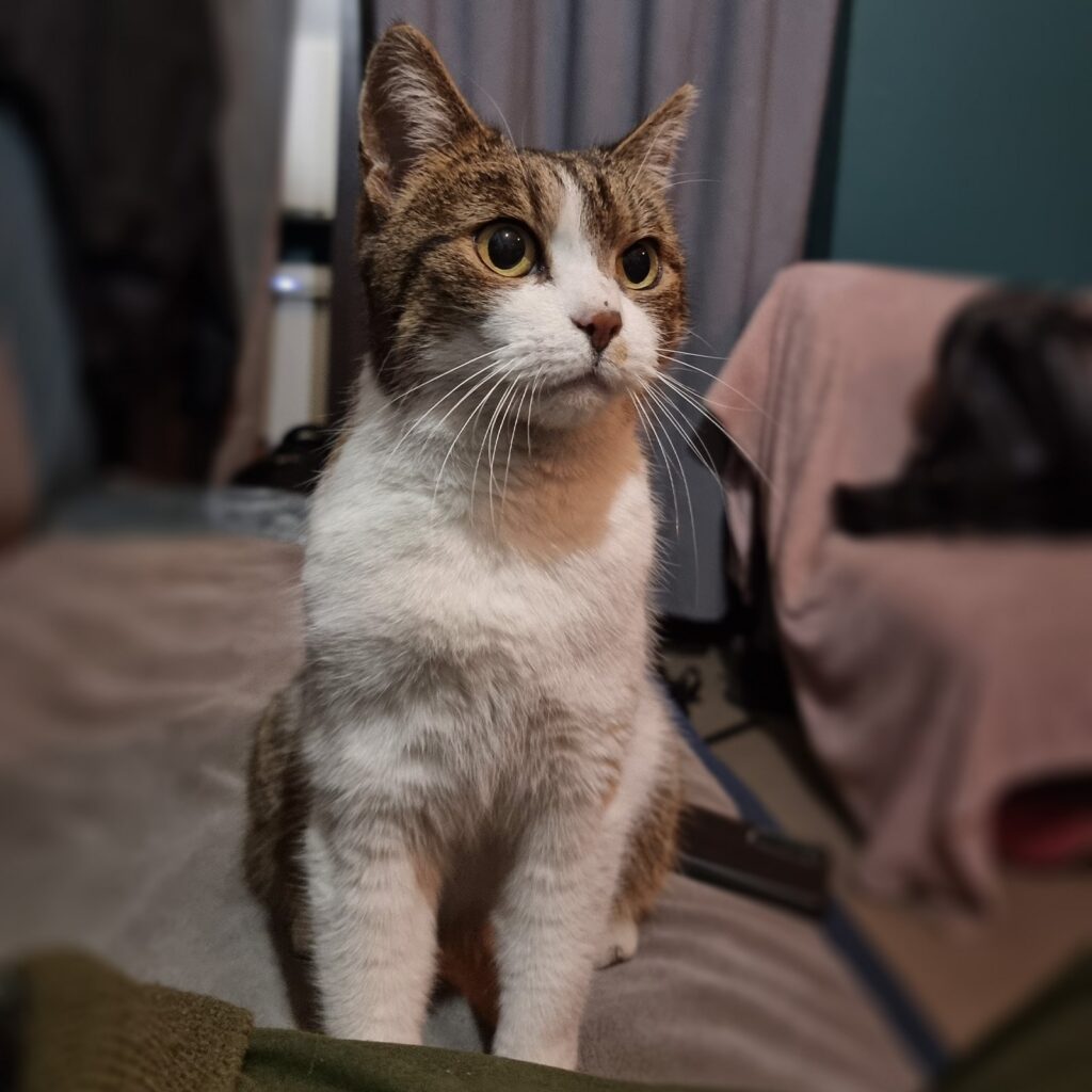 Maja