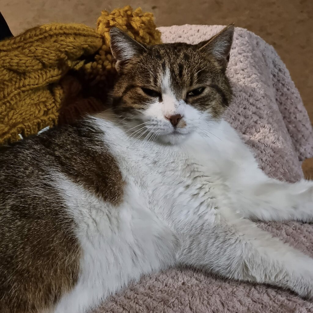 Maja