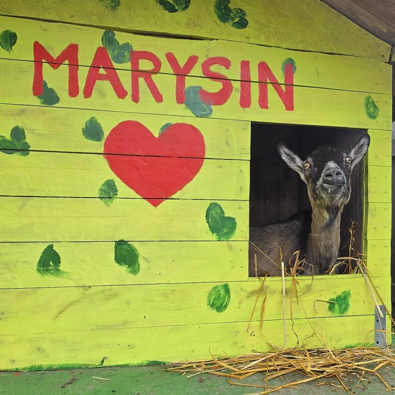 Marysia