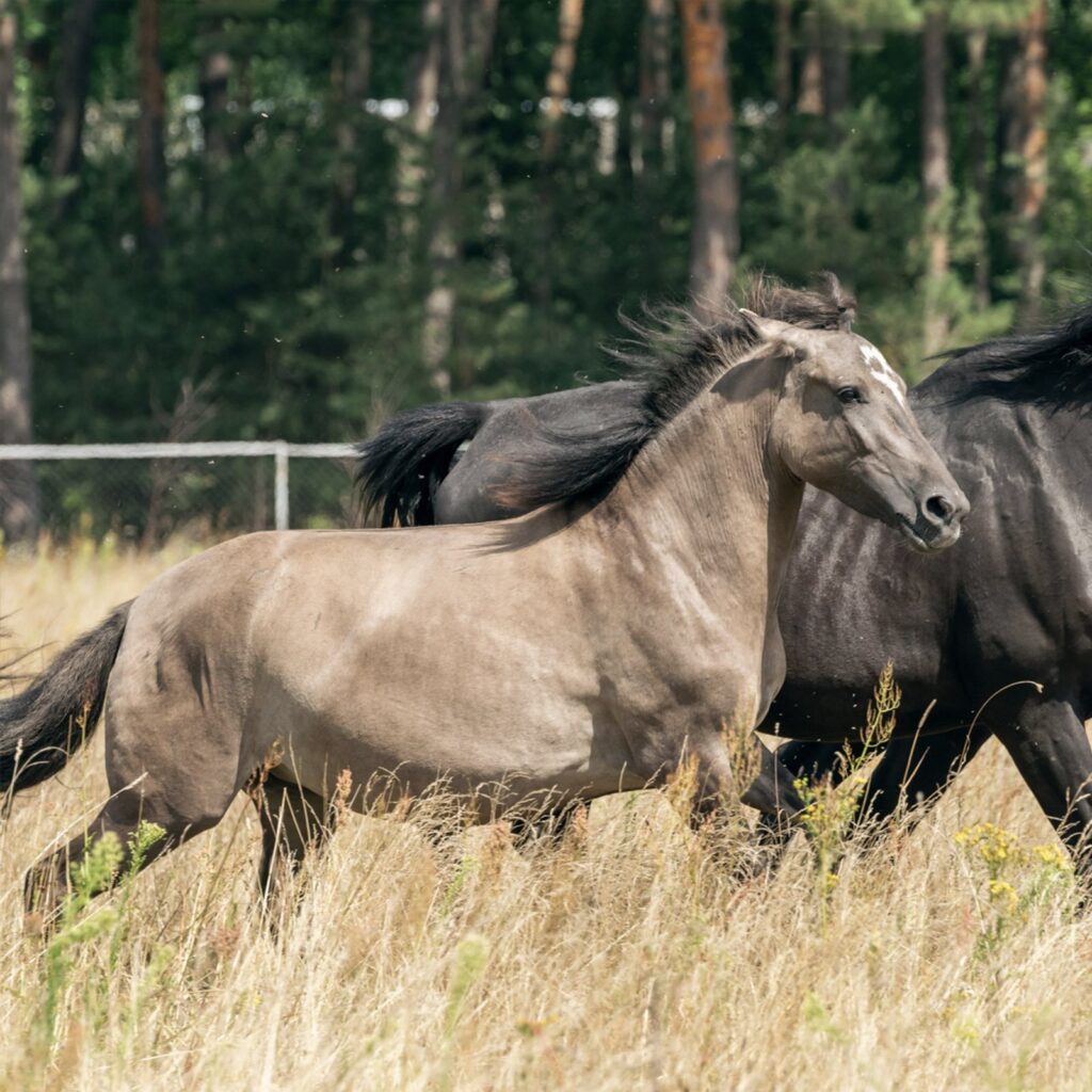 Migotka