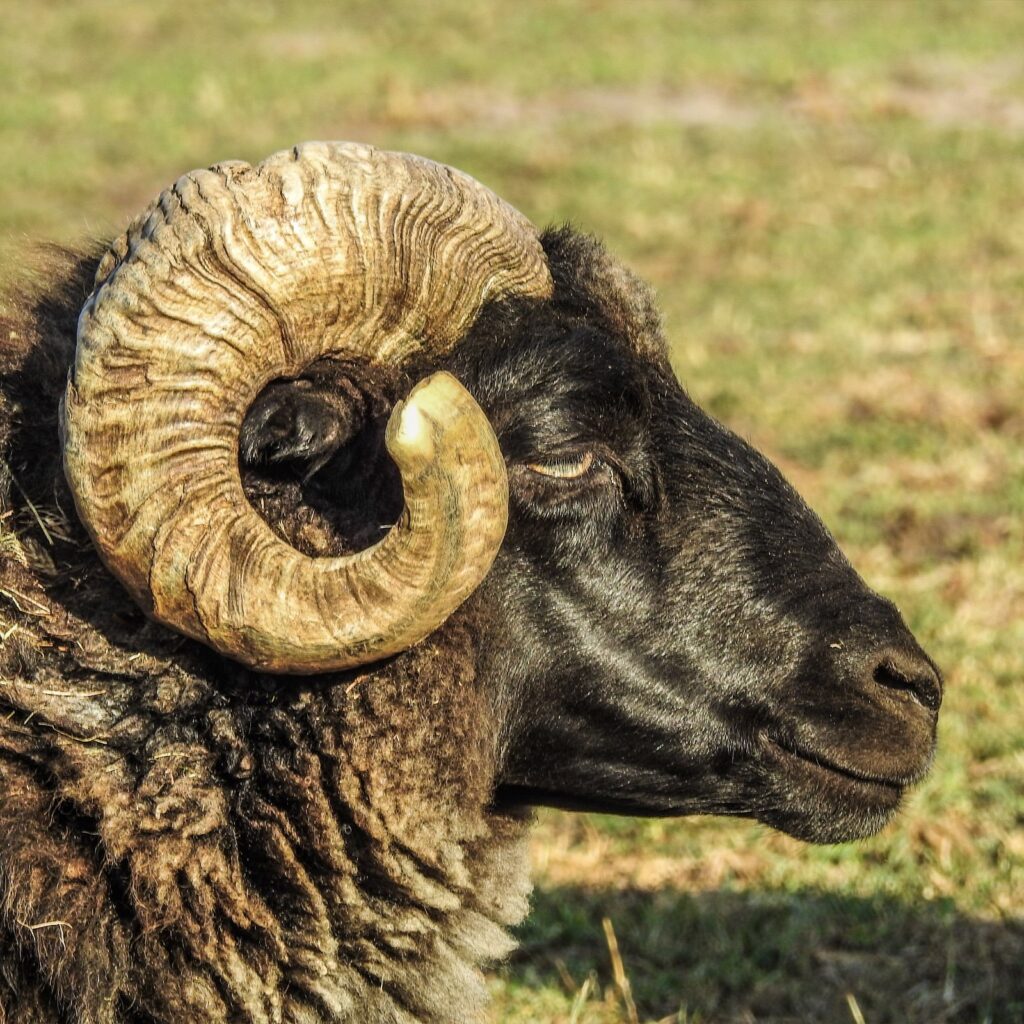 Mop