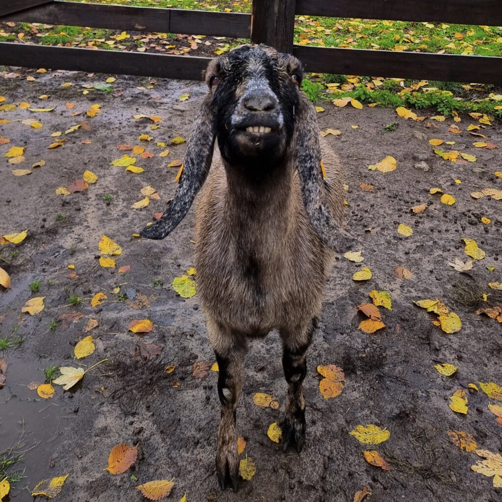 Penelopa