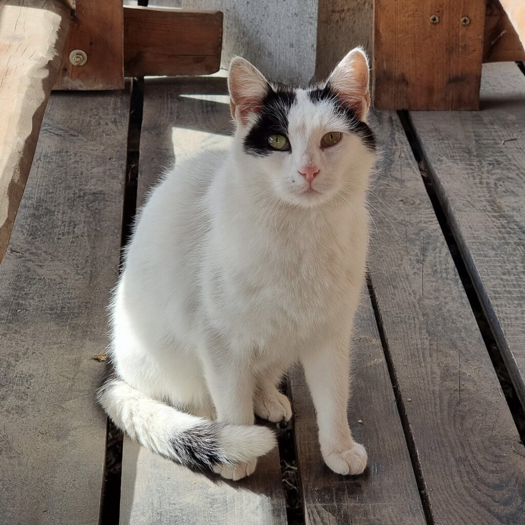 Pirania