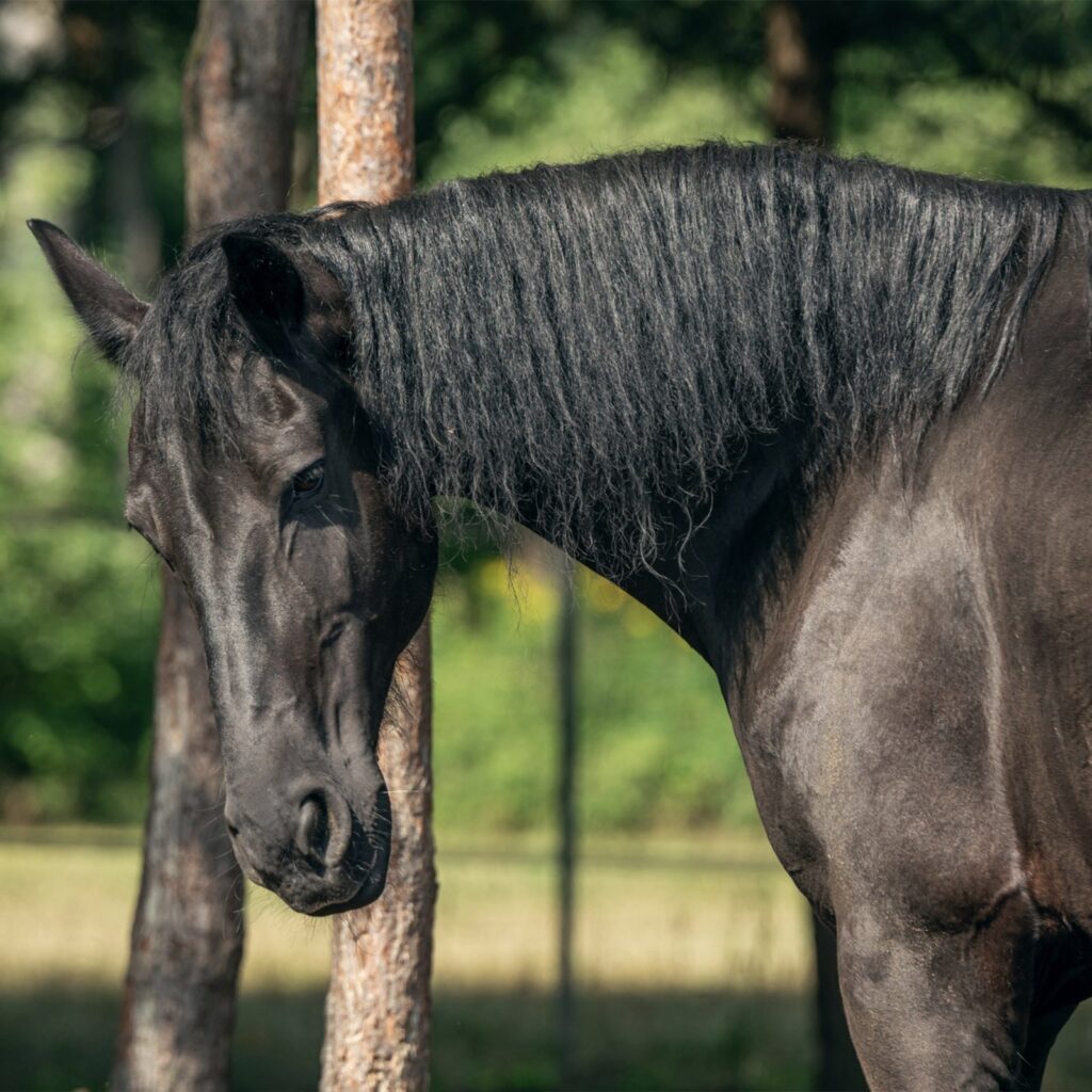 Płotka