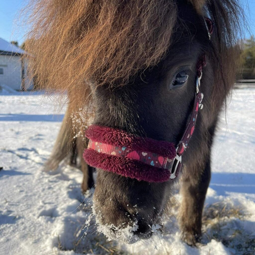 Rambo