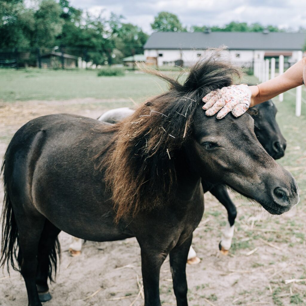 Rambo