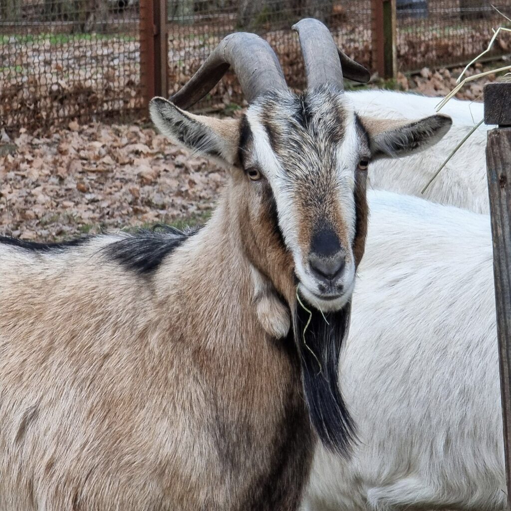 Simon