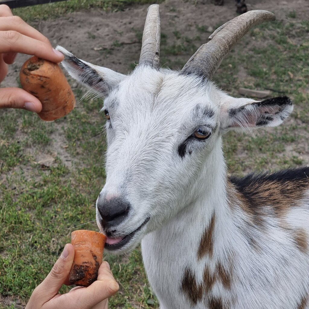 Stracciatella