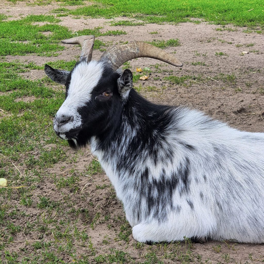 Tyciek