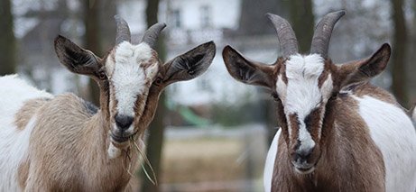 Petunia i Silvia
